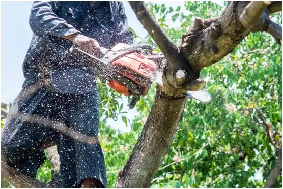 tree services Hale Center